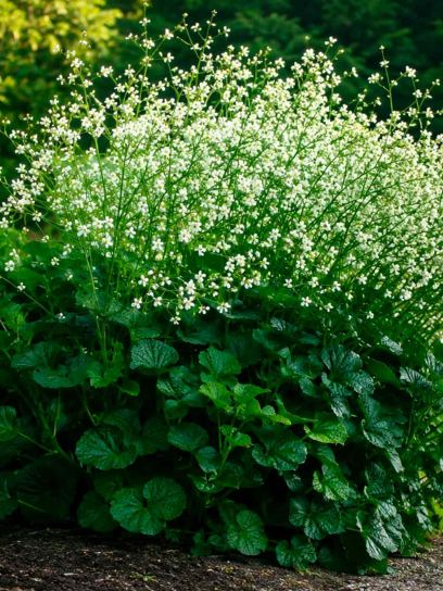 Crambe cordifolia