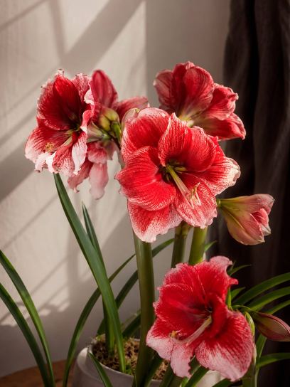 Hippeastrum "American Dream"