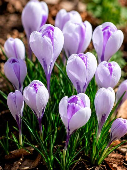 Crocus vernus "Whale Shark"