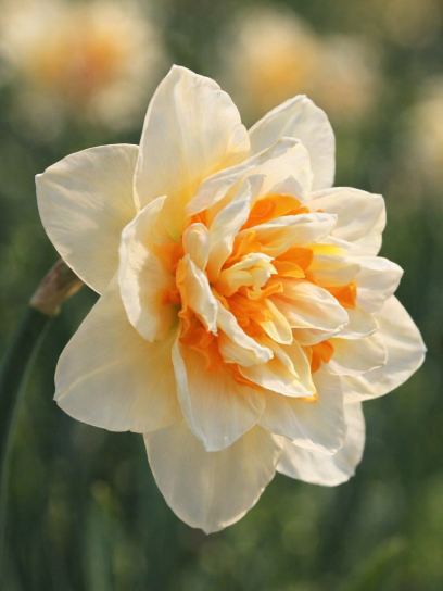 Narcissus "Flower Parade"