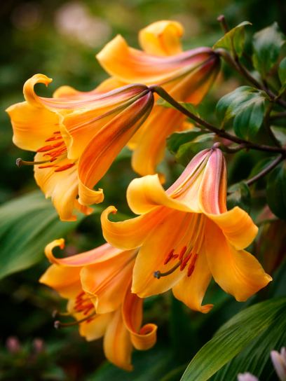 Lilium "African Queen"
