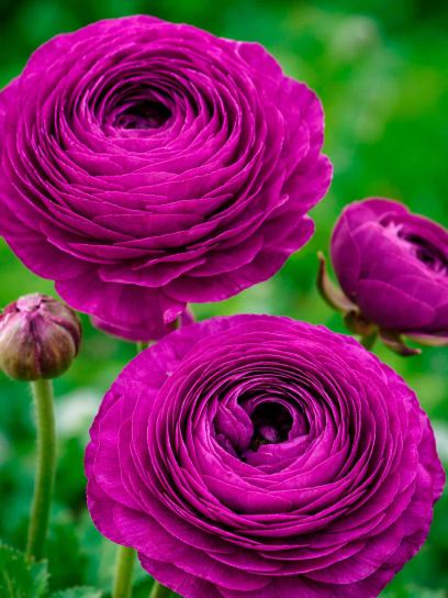 Ranunculus asiaticus "Aviv" purple