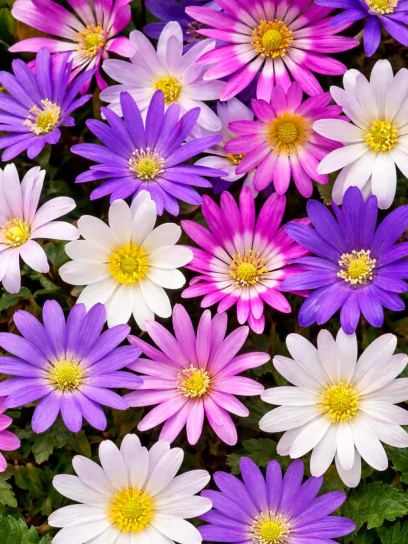 Anemone blanda mix
