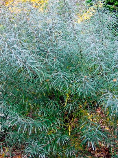 Salgueiro "Rosmarinifolia" contentor (C3)