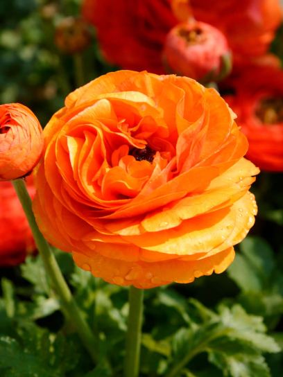 Ranunculus asiaticus "Aviv" Orange