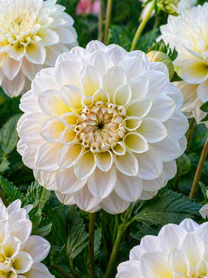 Dahlia "Caramel Antique"