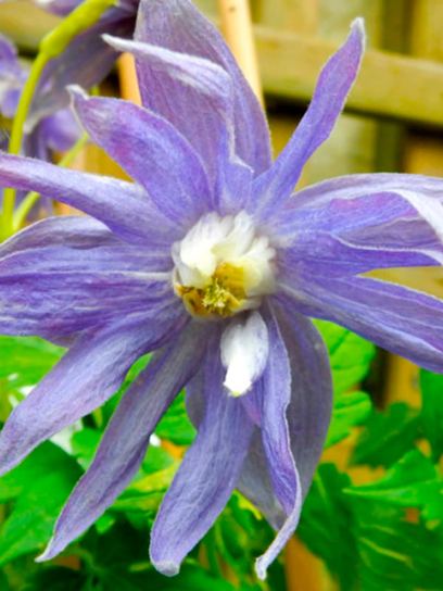 Clematis "Maidwell Hall" container (C2)