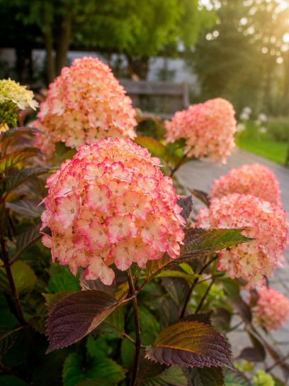 Hydrangea serrata "Preziosa"