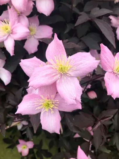 Clematis "Tetrarose" container (C2)