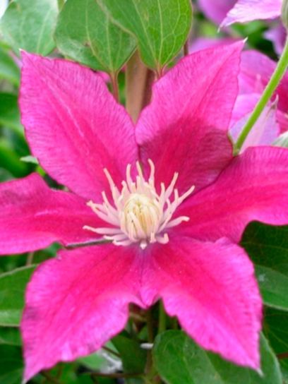 Clematis "Red Pearl" container (C2)