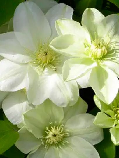 Clematis "Guernsey Cream" container (C2)