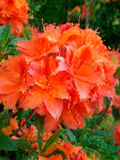 Deciduous Azalea "Gibraltar"