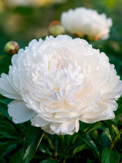 Piwonia "Shirley Temple"