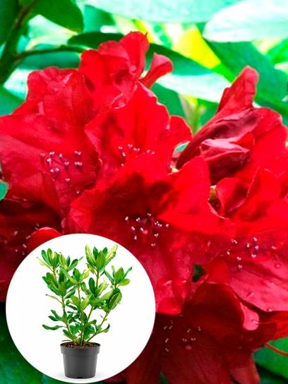 Rhododendron catawbiense "Nova Zembla" contenedor (P19)