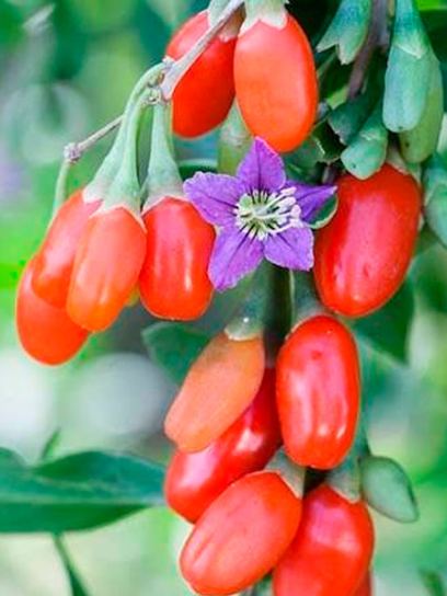 Baya de Goji contenedor (P11)