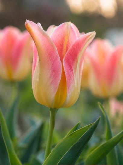Tulipa "Elegant Lady"