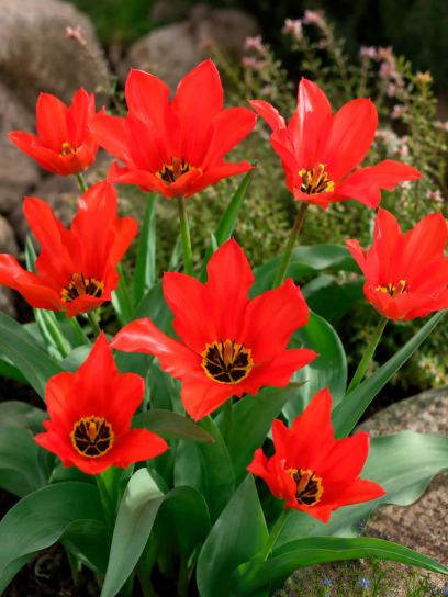 Tulipa eichleri "Clare Benedict"