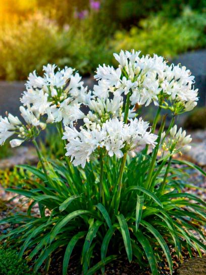 Agapanthus "Double Diamond"