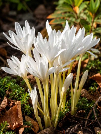 Colchicum autumnale "Alboplenum"