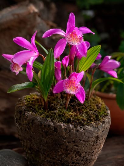 Pleione "Tongariro"