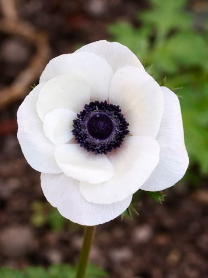 Anemone coronaria MISTRAL PLUS "Panda"