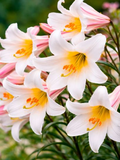 Lilium regale