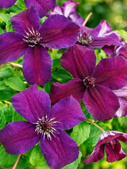 Clematis "Dark Eyes" container (C2)