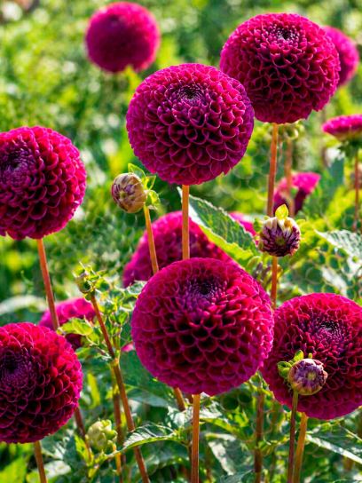 Dahlia "Downham Royal"
