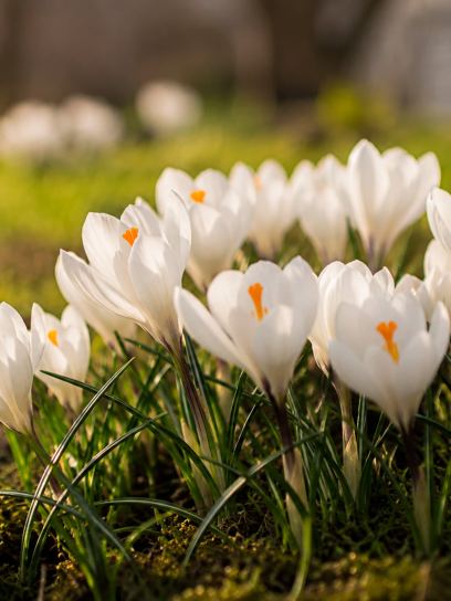 Crocus "Jeanne D`Arc" large flowering