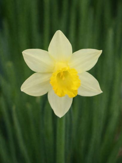 Narcissus "Topolino"