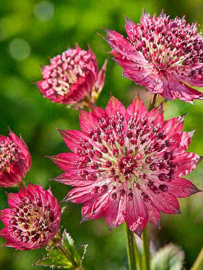 Astrantia "Moulin Rouge"