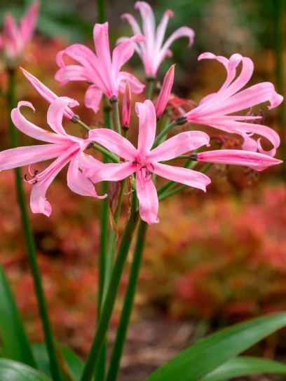 Nerine bowdenii