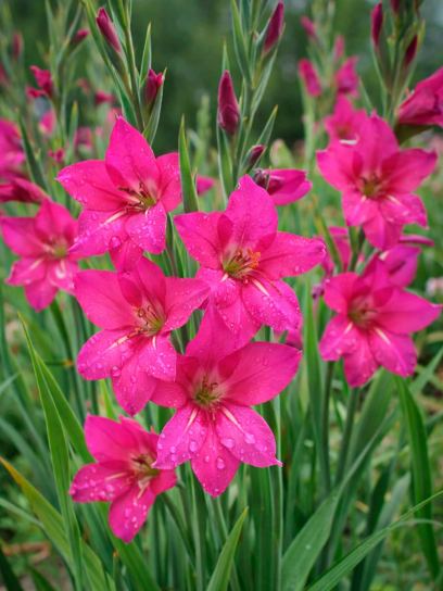 Gladiolus byzantinus "Whistling Jack"