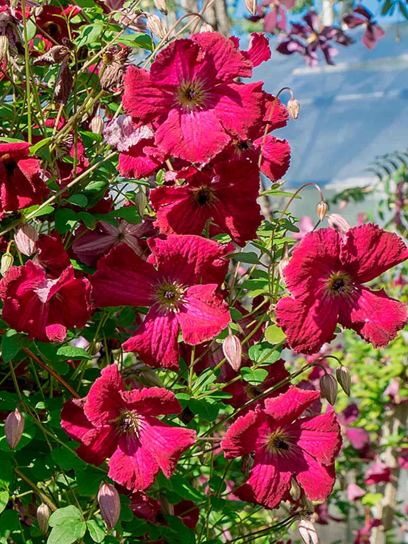 Clematis "Rubra" container (C2)