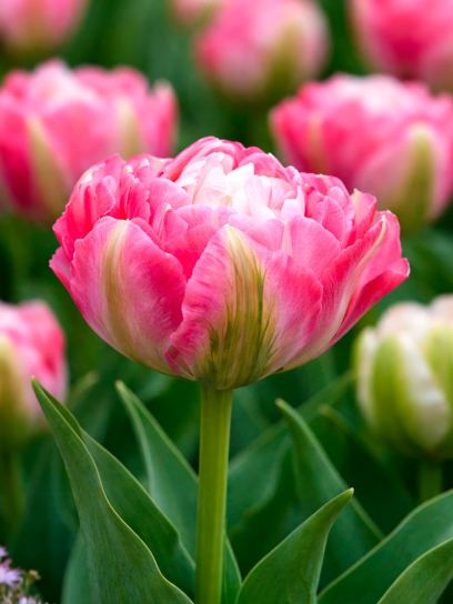 Tulipa "Double Sugar"