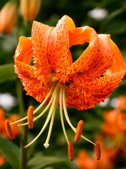 Lilium henryi