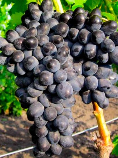 Grape "Attika" container (C3)