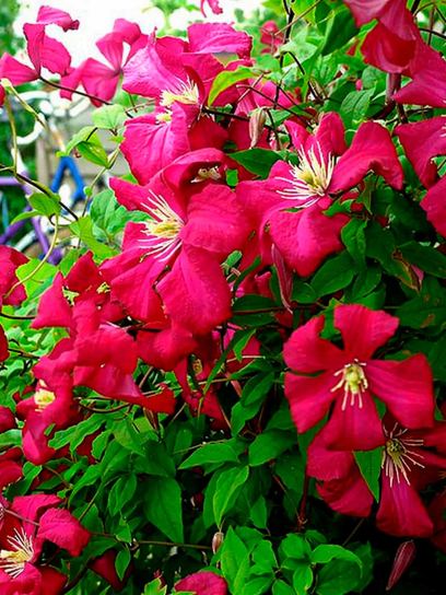 Clematis "Madame Julia Correvon"