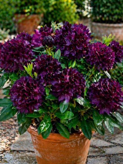 Rhododendron hybride „Polarnacht“