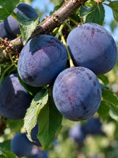 Plum ‘Black Amber’