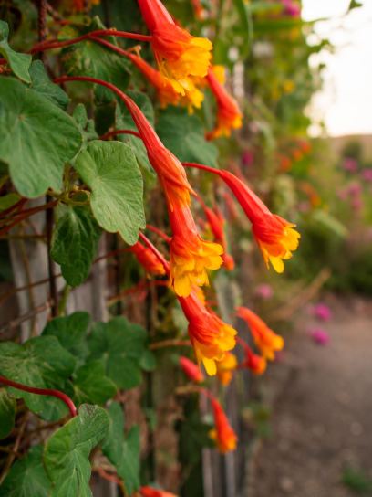 Tropaeolum tuberosum