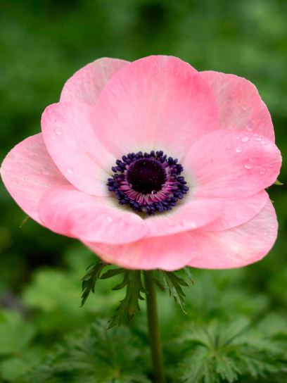 Anemone coronaria MISTRAL "Rosa Chiaro"