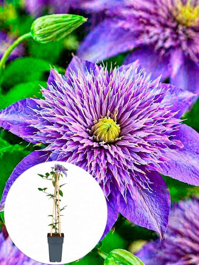 Clematis "Multi Blue" container (P15)