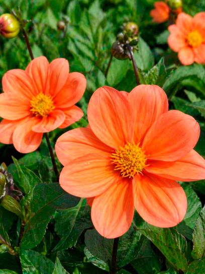 Dahlia "G.F. Hemerik"