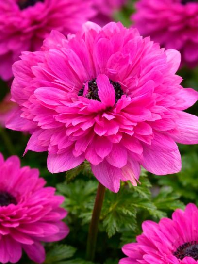 Anemone coronaria LEVANTE-Fuchsia-