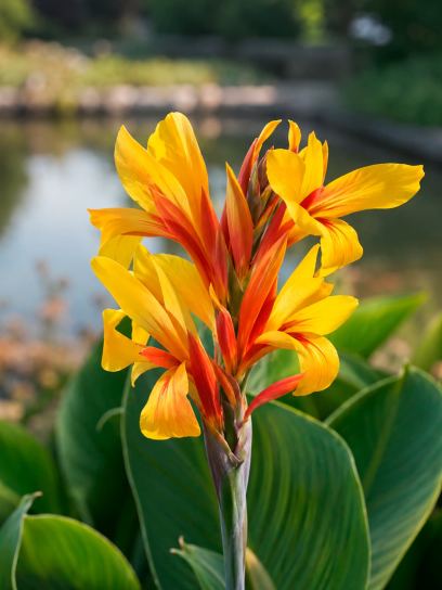Canna "Fiësta"
