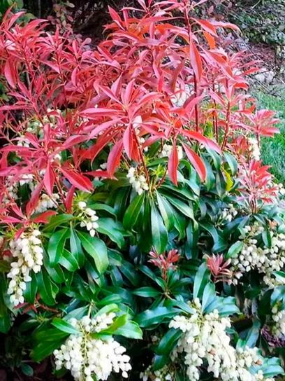 Pieris "Rosalinda" contenitore (C2.3)
