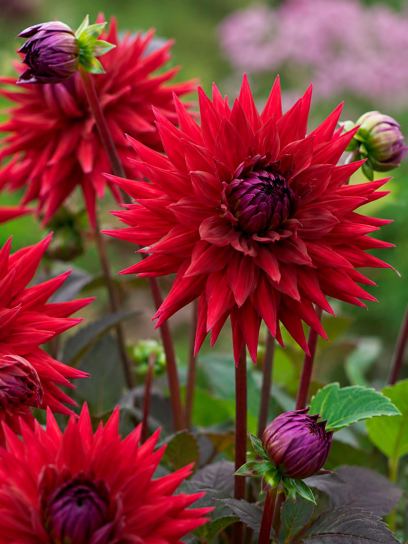 Dahlia "Wittemans Best"
