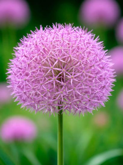 Allium christophii