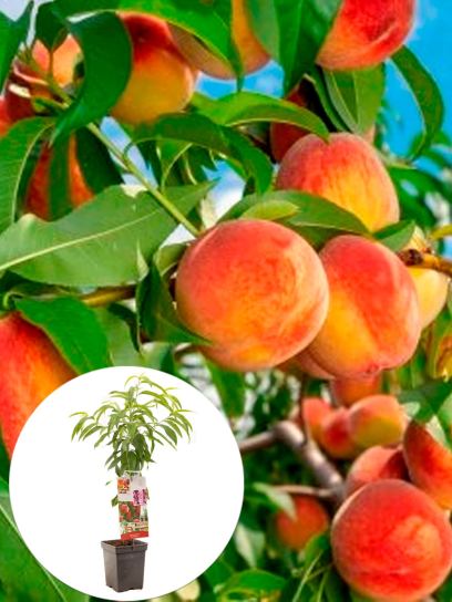 Pêche "Red Peach" conteneur (P18)